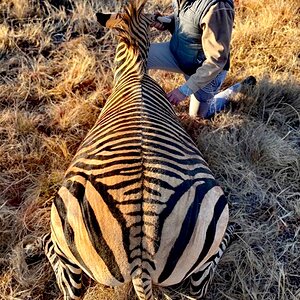 South Africa Hunt Hartmann's Mountain Zebra