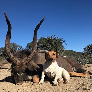 South Africa Hunting Nyala