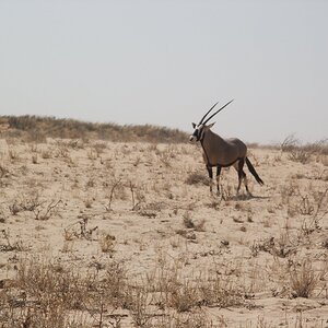 Gemsbok in Kgalagadi National Park South Africa