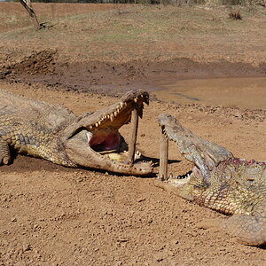 South Africa Hunting Crocodile