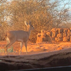 View of Steenbok from Hunting blind