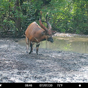 Giant Bongo