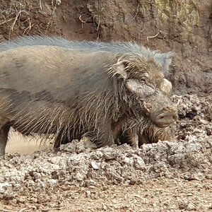 Giant Forest Hog