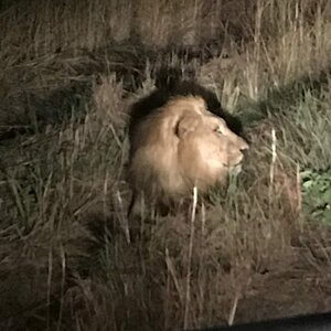 Lion Zimbabwe