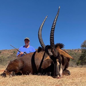 Sable Antelope Hunt South Africa