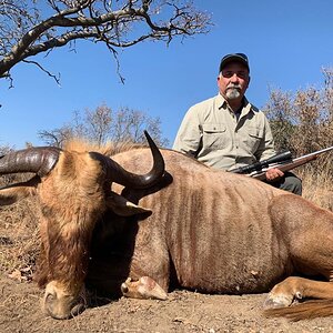 Golden Wildebeest Hunting South Africa