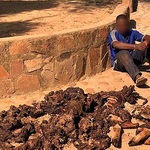 Anti-poaching efforts Zambia