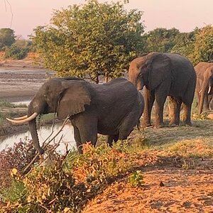 Elephants Zambia