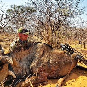 Blue Wildebeest “Connochaetes Taurinus” Bowhunting South Africa