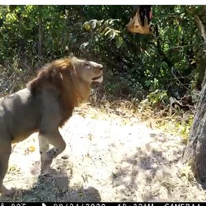 Tanzania Trail Cam Pictures Lion