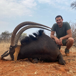 Sable Antelope Hunt South Africa