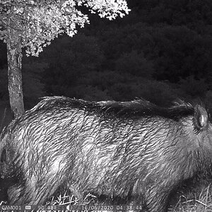 Croatia Europe Trail Cam Pictures Boar