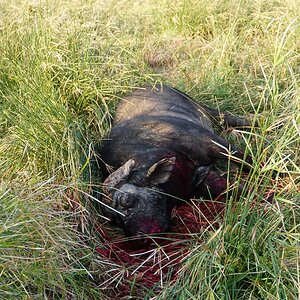 Cape Buffalo Hunt