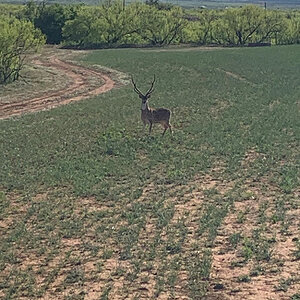 Axis Deer Texas USA