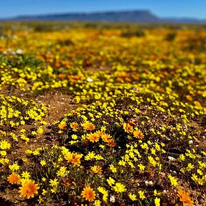 West Coast and Namaqualand Tour South Africa