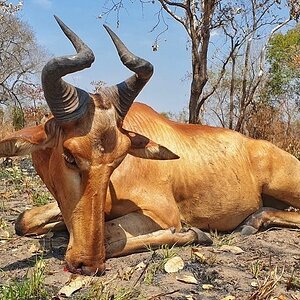 Lichtenstein's Hartebeest Hunt Tanzania