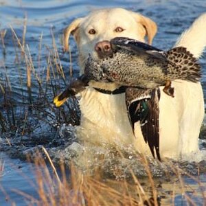 Retrieving Ducks South Africa