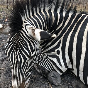 Tanzania Hunt Crawshay's Zebra