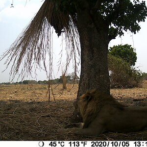 Trail Cam Pictures of Lion in Zambia