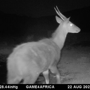 Bushbuck Trail Cam Pictures South Africa