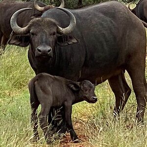 Buffalo Cow & calf South Africa