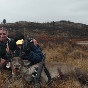 Caribou Hunting Alaska USA