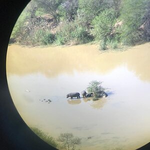 View of Hippos through the scope