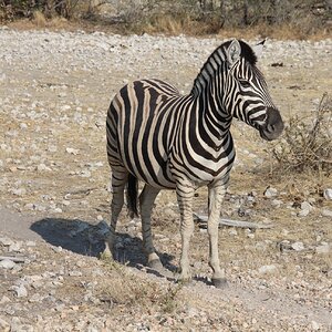 Burchell's Plain Zebra Namibia