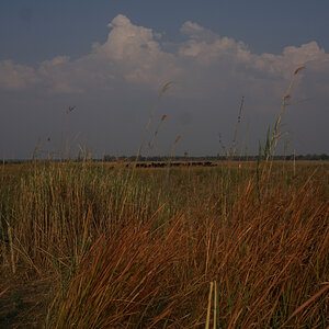 Herds of Buffalo on the Namibia