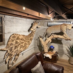 Giraffe Wall Pedestal & Leopard Full Mount Taxidermy