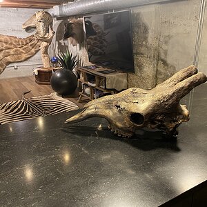 Bronzed Giraffe Skull