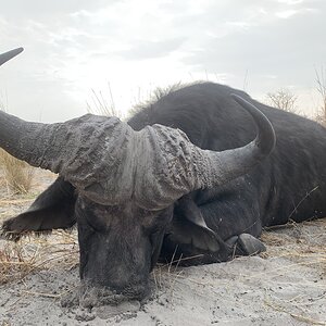 Buffalo Hunting Caprivi Namibia