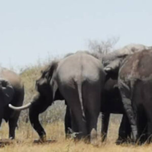 Elephant Botswana