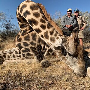 Giraffe Hunting Caprivi Namibia