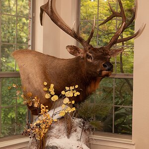 Elk Pedestal Mount Taxidermy