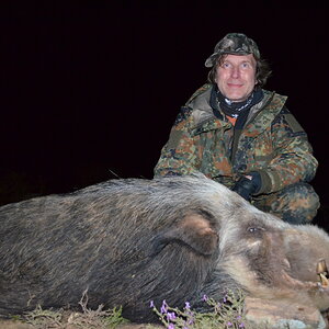 Bushpig Hunting South Africa