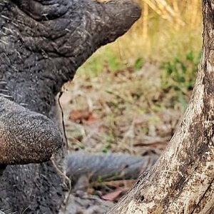 Warthog Hunting Tanzania