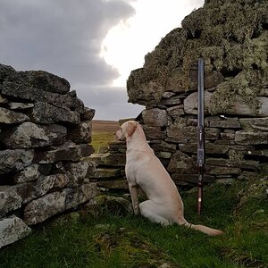 Hunt Goose in Shetland