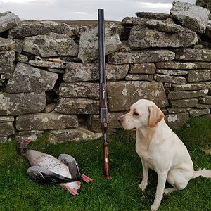 Goose Hunt Shetland