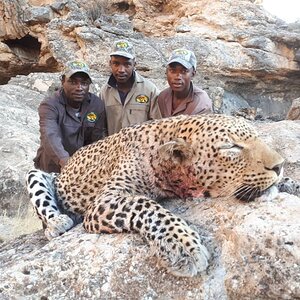 Leopard Hunting Namibia | AfricaHunting.com