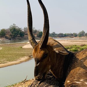 Bushbuck Hunt Zambia