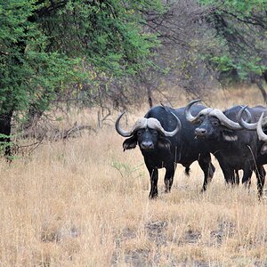 Cape Buffalo Herd South Africa