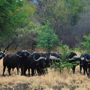 Cape Buffalo Herd South Africa