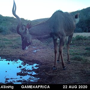 Kudu Trail Cam Pictures South Africa