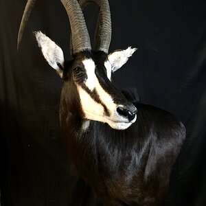 Sable, Roan & Honey Badger Pedestal Mount Taxidermy