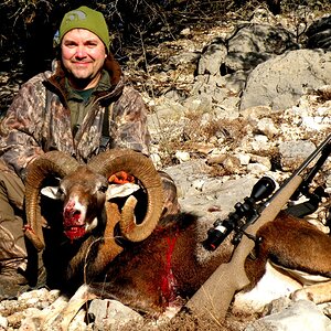 Hunting Mouflon