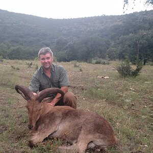 Aoudad Hunt