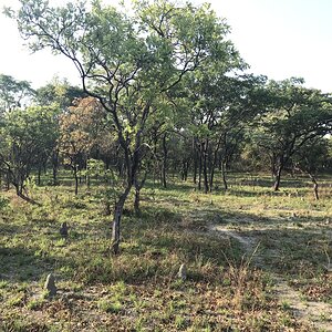 Hunting Area Zambia