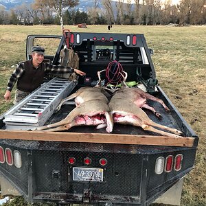 Hunt White-tailed Deer in Montana USA