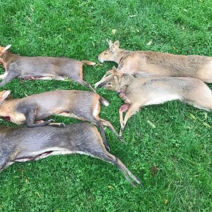 Hunting Chinese Water Deer England UK